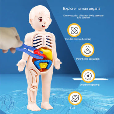 14 Pcs Children DIY Human Organ Model Educational Toy